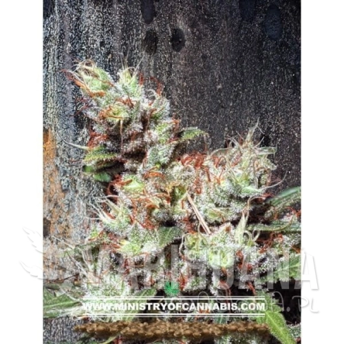 MINISTRY OF CANNABIS - Kandahar
