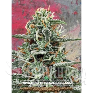White Widow - MINISTRY OF CANNABIS