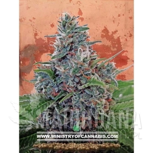 Auto Blue Amnesia - MINISTRY OF CANNABIS