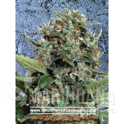 MINISTRY OF CANNABIS - Autopilot XXL