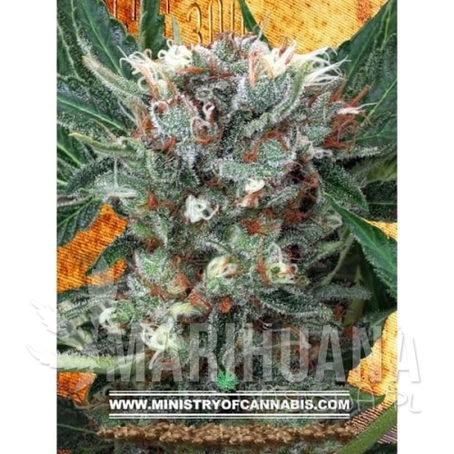 MINISTRY OF CANNABIS - Zensation
