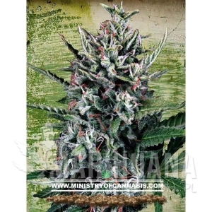 Auto Silver Bullet - MINISTRY OF CANNABIS