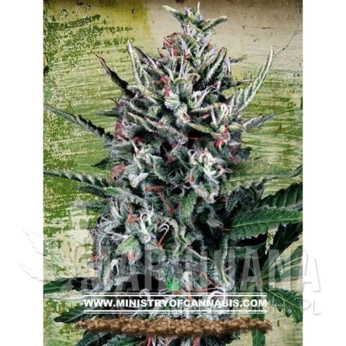 MINISTRY OF CANNABIS - Auto Silver Bullet