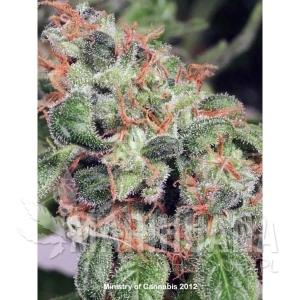 Royalmatic Auto - MINISTRY OF CANNABIS