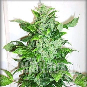 AUTOFEM - Auto Bud