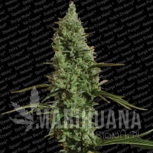 Atomical Haze - PARADISE SEEDS