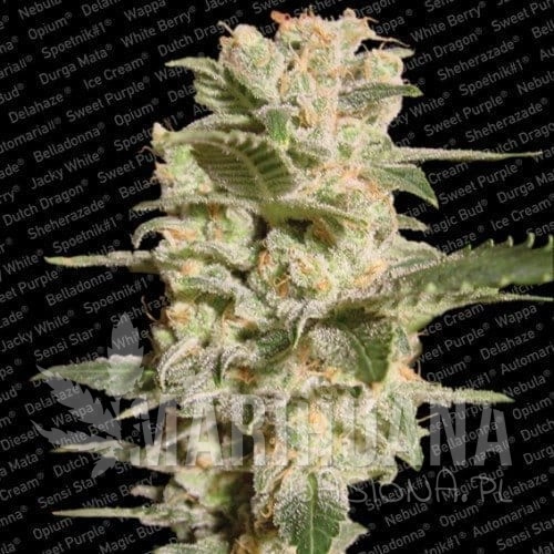 PARADISE SEEDS - Belladonna