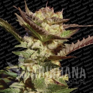 Durga Mata - PARADISE SEEDS