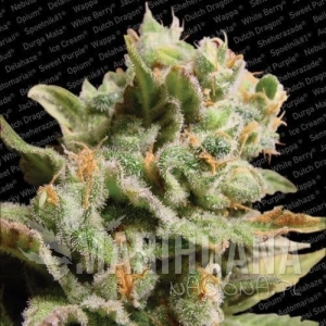 Dutch Dragon - PARADISE SEEDS