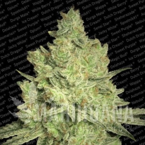 Jacky White - PARADISE SEEDS