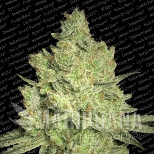 PARADISE SEEDS - Jacky White