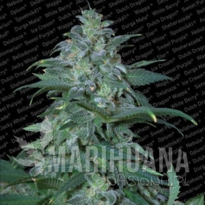 Magic Bud - PARADISE SEEDS