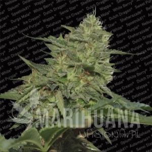 Original Cheese - PARADISE SEEDS
