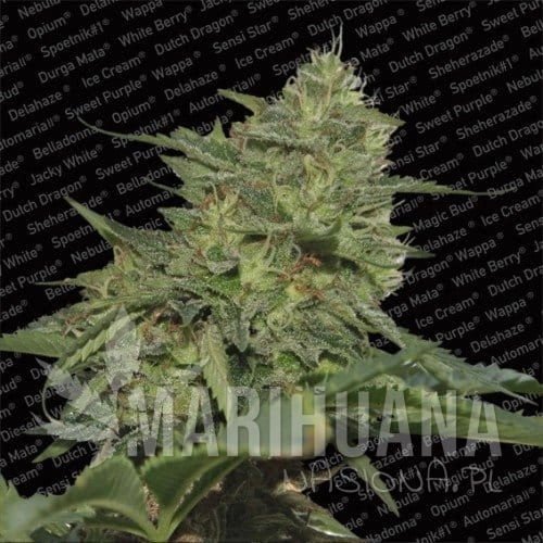 PARADISE SEEDS - Original Cheese
