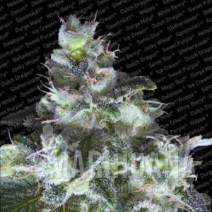 Original White Widow - PARADISE SEEDS