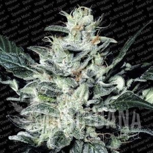 Sensi Star - PARADISE SEEDS