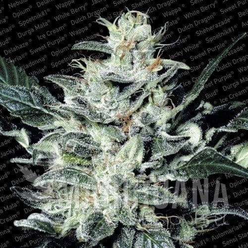 PARADISE SEEDS - Sensi Star