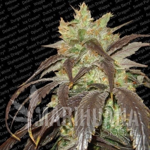 PARADISE SEEDS - Spoetnik #1