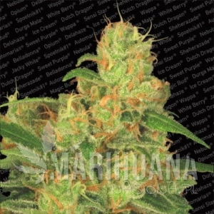 Auto Acid - PARADISE SEEDS