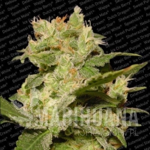 Auto Jack - PARADISE SEEDS