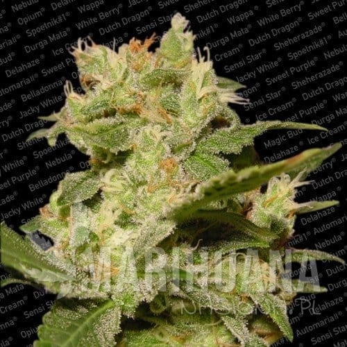 PARADISE SEEDS - Auto Jack