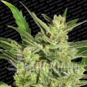 Automaria II - PARADISE SEEDS