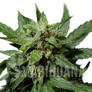 Auto Durban Poison - DUTCH PASSION