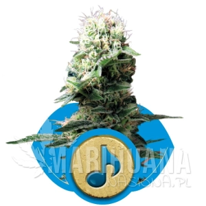 Dance World CBD - ROYAL QUEEN SEEDS