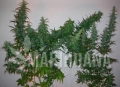 Bebook - Lemon Haze Outdoor