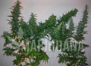 Bebook - Lemon Haze Outdoor