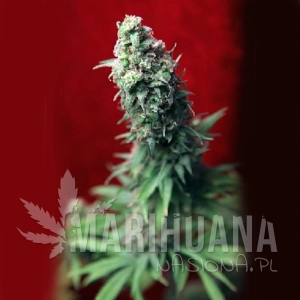 Blackdance - REGGAE SEEDS