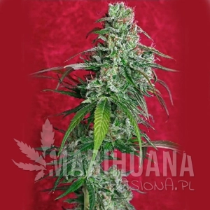 Juanita La Lagrimosa - REGGAE SEEDS