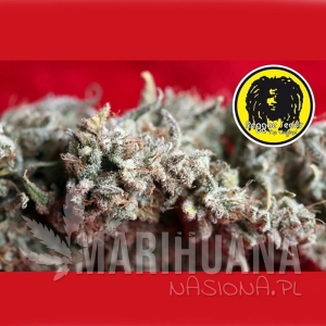 O'Haze Red - REGGAE SEEDS