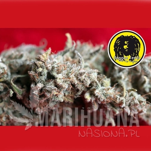 REGGAE SEEDS - O'Haze Red