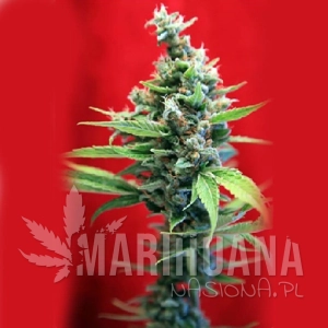 SRA. Amparo - REGGAE SEEDS