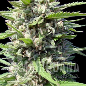 Auto Northern Lights - GENEHTIK