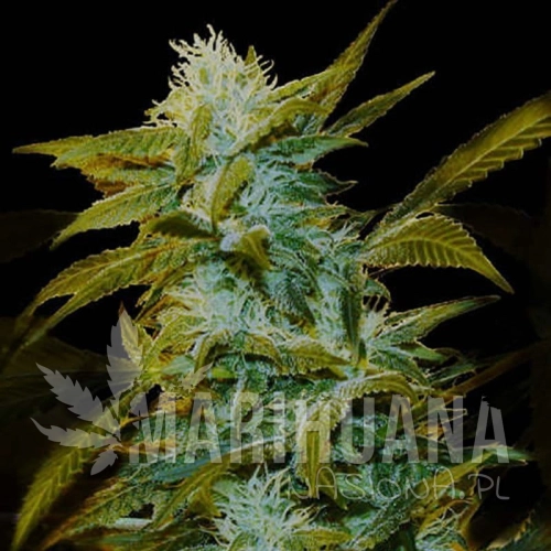 GENETHIK - Super Silver Bilbo
