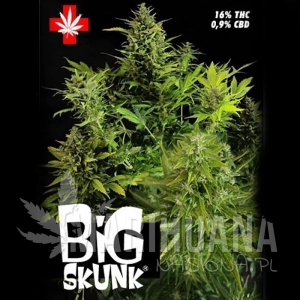 Big Skunk - PURE SEEDS