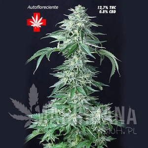 Custom X - PURE SEEDS