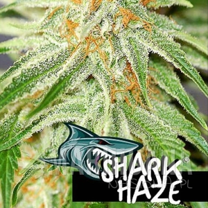 Shark Haze - PURE SEEDS
