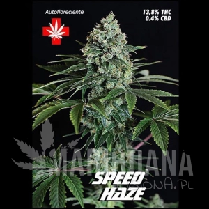 Speed Haze - PURE SEEDS