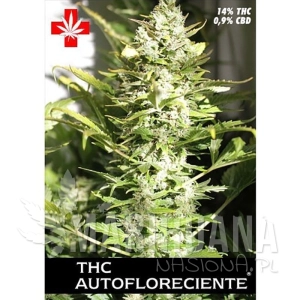 THC Autofloreciente - PURE SEEDS