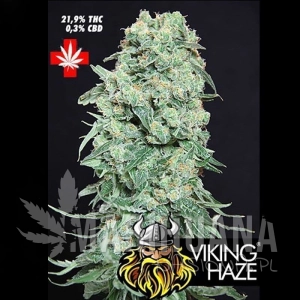 Viking Haze - PURE SEEDS