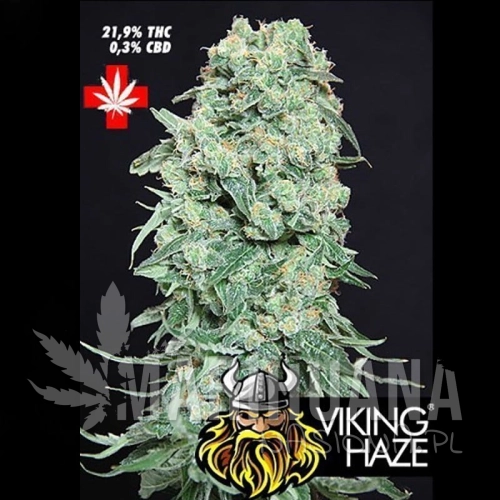 PURE SEEDS - Viking Haze