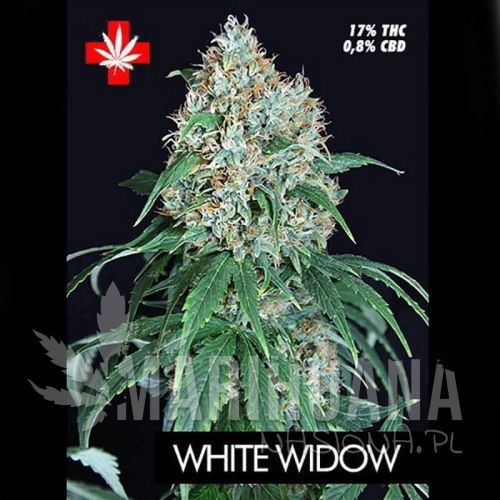 PURE SEEDS - White Widow