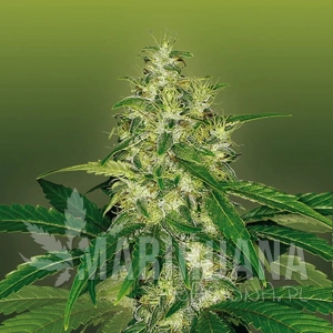 Amnesia - ROYAL DUTCH GENETICS