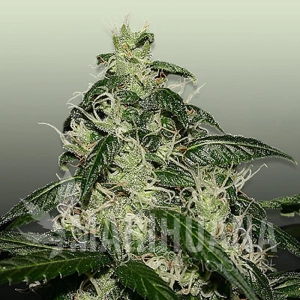 L.A. Cheese - ROYAL DUTCH GENETICS