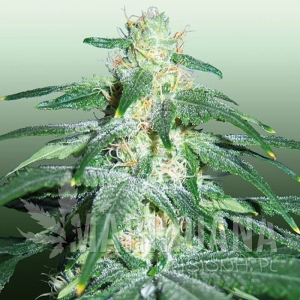 Love Cheese - ROYAL DUTCH GENETICS
