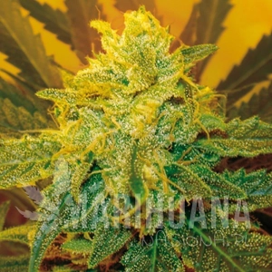RD Cheese - ROYAL DUTCH GENETICS