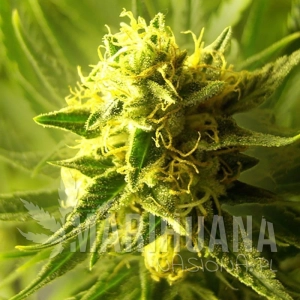 RD Cheese Wreck - ROYAL DUTCH GENETICS